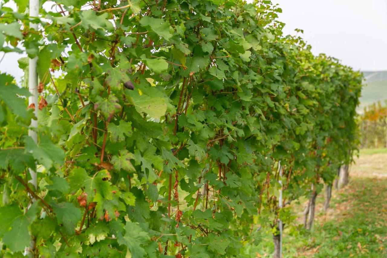 Ca Trifolera Barbaresco - Romantico Cascinale Con Antica Cantina Nel Cuore Delle Langhe - Degustazione Vini Nella Nostra Cantina 외부 사진