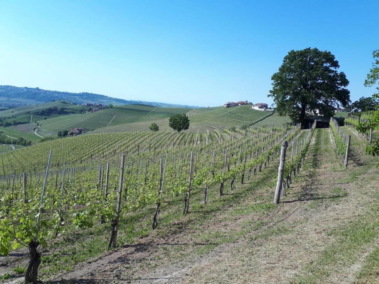 Ca Trifolera Barbaresco - Romantico Cascinale Con Antica Cantina Nel Cuore Delle Langhe - Degustazione Vini Nella Nostra Cantina 외부 사진