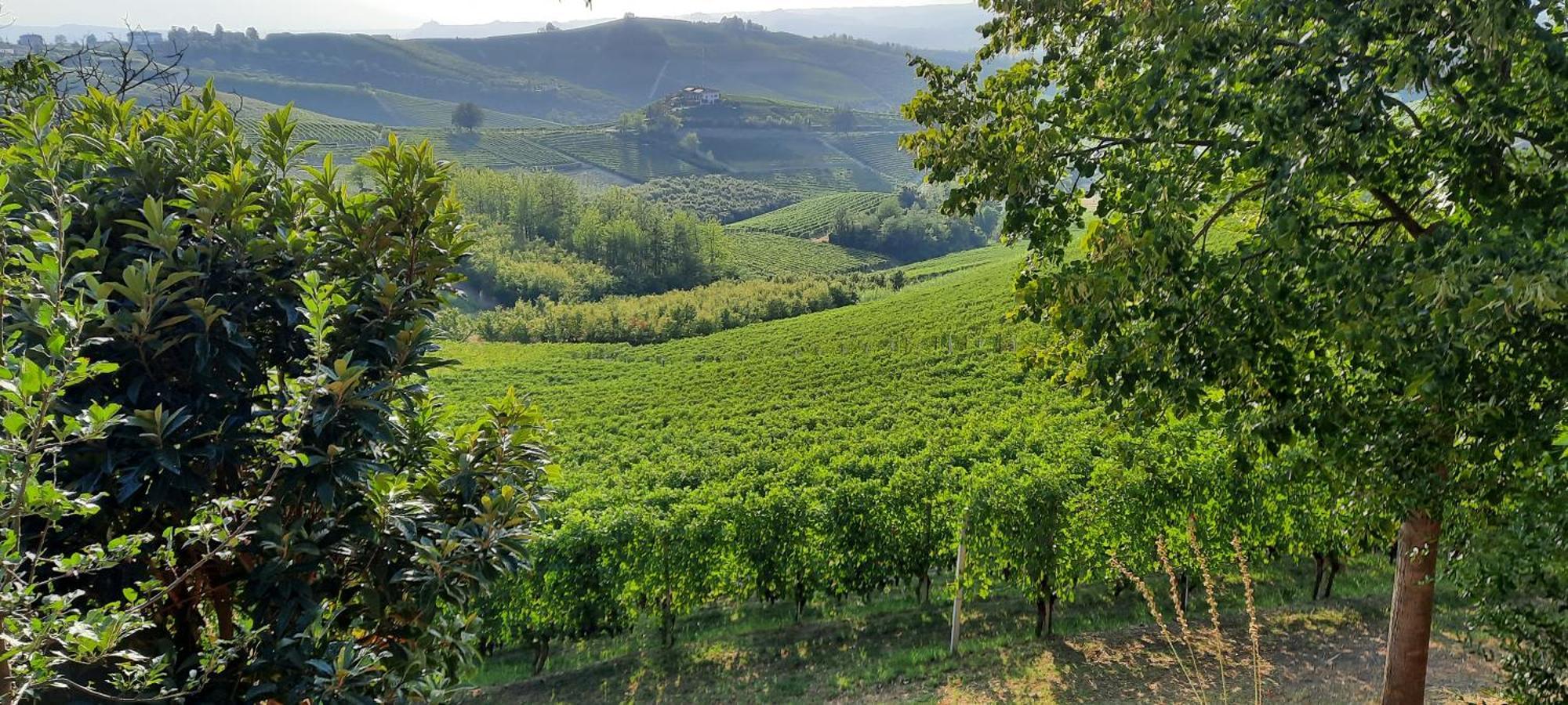 Ca Trifolera Barbaresco - Romantico Cascinale Con Antica Cantina Nel Cuore Delle Langhe - Degustazione Vini Nella Nostra Cantina 외부 사진
